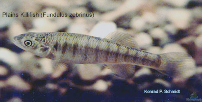 Fundulus zebrinus im Aquarium halten (Einrichtungsbeispiele für Zebra-Fundulus)  - Fundulus-zebrinusaquarium
