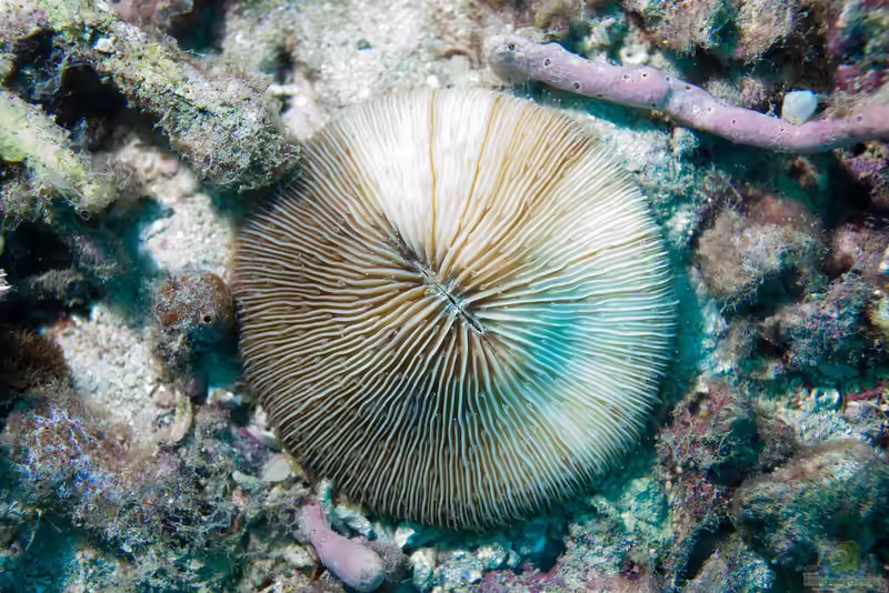 Fungia concinna im Aquarium halten (Einrichtungsbeispiele für Pilzkoralle)