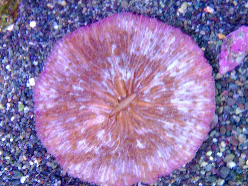 Fungia danai im Aquarium halten (Einrichtungsbeispiele für Plattenkoralle)  - Fungia-danaiaquarium
