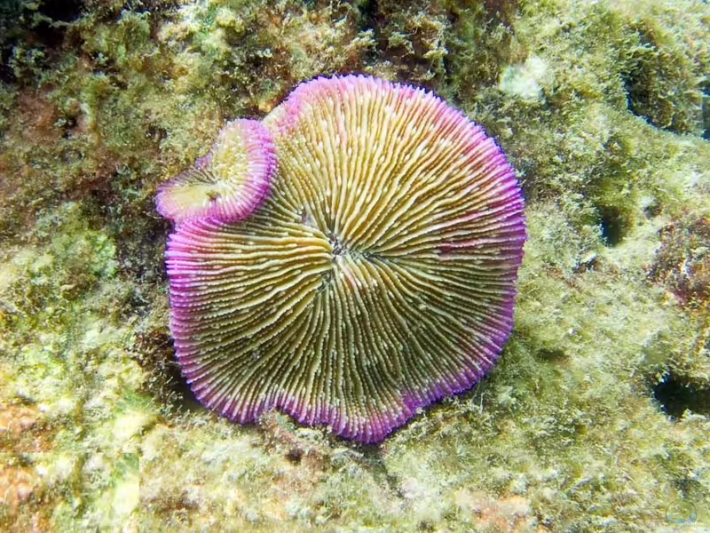 Fungia fungites im Aquarium halten (Einrichtungsbeispiele für Großpolypige Steinkoralle)