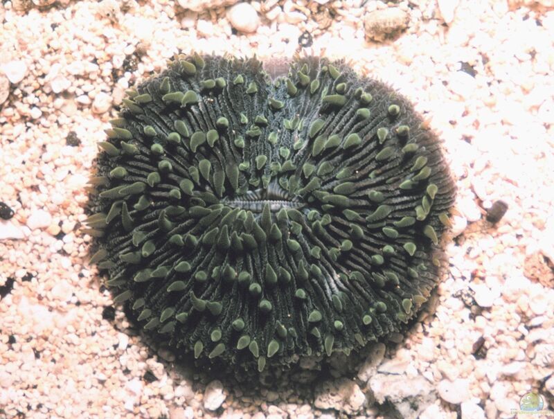 Fungia scutaria im Aquarium halten (Einrichtungsbeispiele für Großpolypige Steinkoralle)  - Fungia-scutariaaquarium