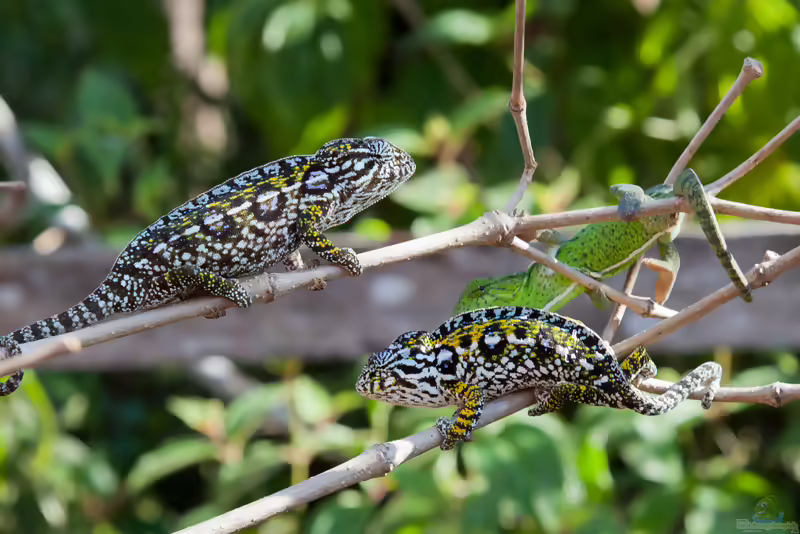 Teppichchamäleon: Furcifer lateralis im Terrarium halten (Einrichtungsbeispiele mit Furcifer lateralis)