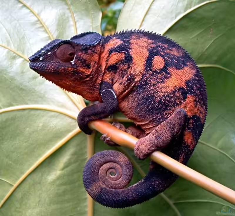 Furcifer pardalis im Terrarium halten (Einrichtungsbeispiele für Pantherchamäleon)