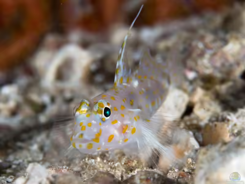 Fusigobius inframaculatus im Aquarium halten (Einrichtungsbeispiele für Fusigobius inframaculatus)