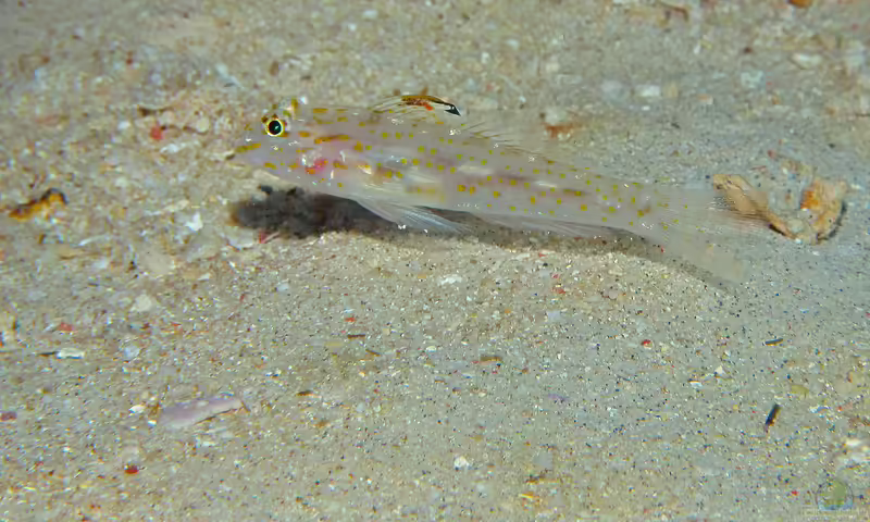 Fusigobius longispinus im Aquarium halten (Einrichtungsbeispiele für Fusigobius longispinus)