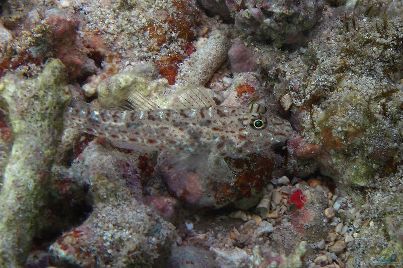 Fusigobius neophytus im Aquarium halten (Einrichtungsbeispiele für Feinflecken-Sandgrundel)