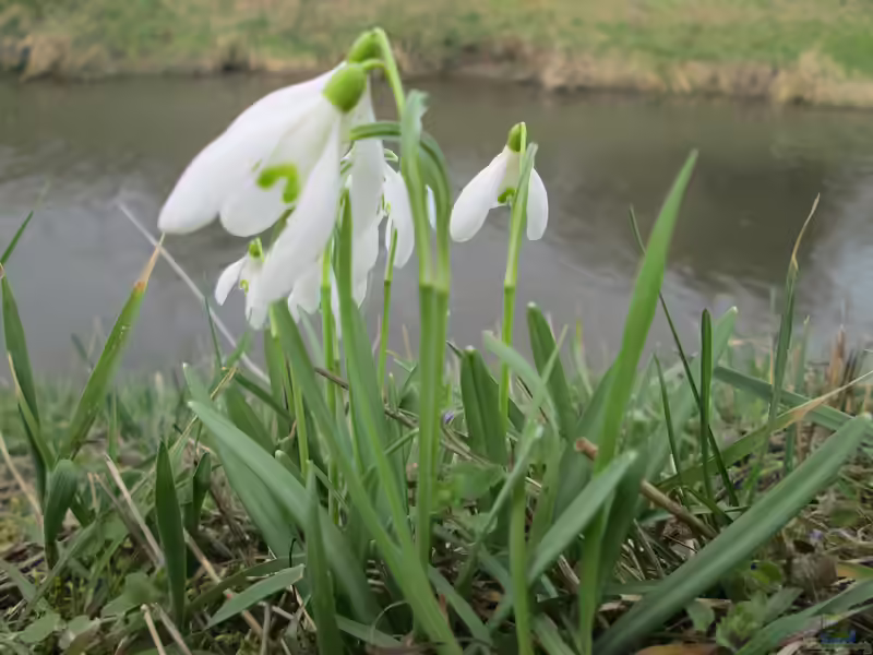 Galanthus nivalis am Gartenteich pflanzen (Einrichtungsbeispiele mit Schneeglöckchen)