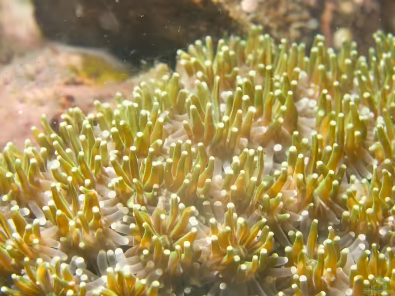 Galaxea astreata im Aquarium halten (Einrichtungsbeispiele für Kristallkoralle)