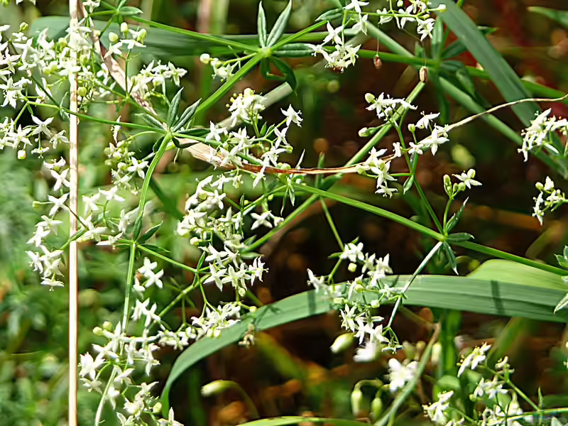 Galium album im Garten pflanzen (Einrichtungsbeispiele mit Weißes Labkraut)