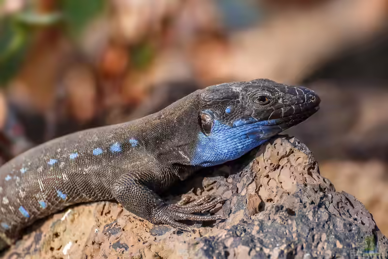 Gallotia galloti im Aquarium (Einrichtungsbeispiele mit Teneriffa Kanareneidechse)