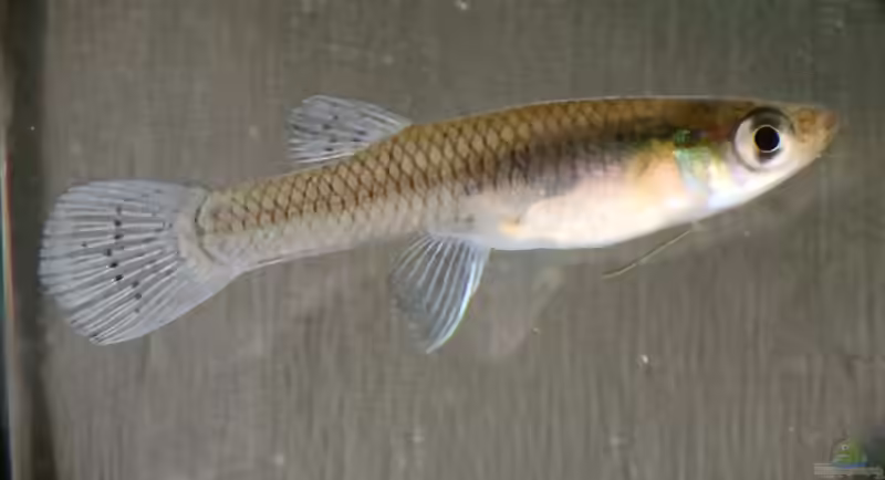 Gambusia holbrooki: Östlicher Moskitofisch im Aquarium halten (Einrichtungsbeispiele mit Östlicher Moskitofisch)