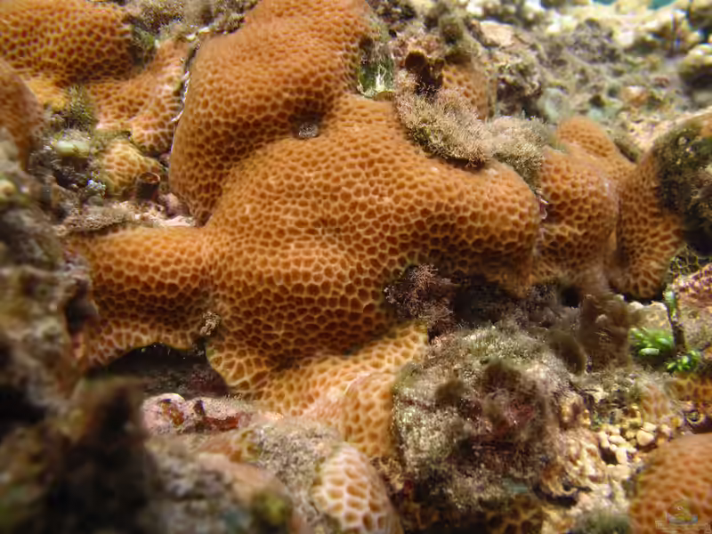 Gardineroseris planulata im Aquarium halten (Einrichtungsbeispiele für Großpolypige Steinkoralle)