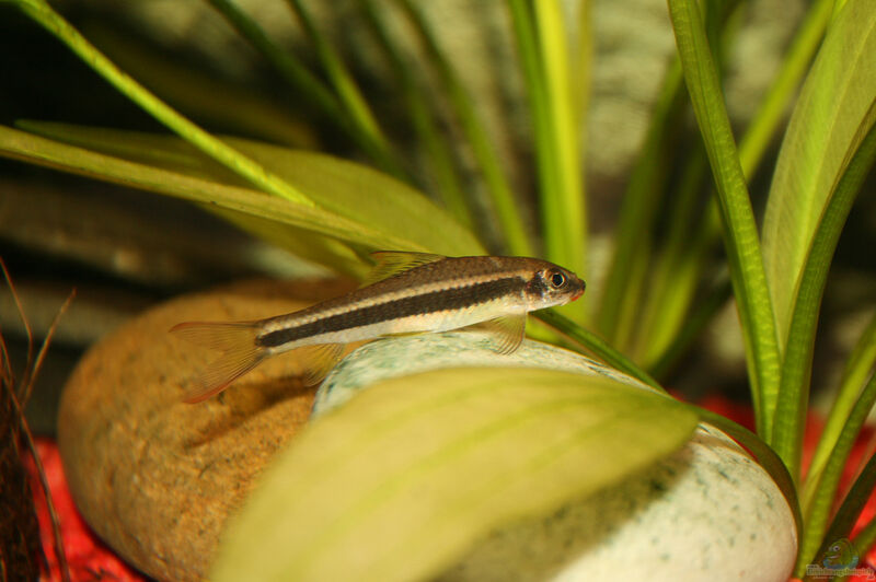 Aquarien mit Garra cambodgiensis  - Garra-cambodgiensisaquarium