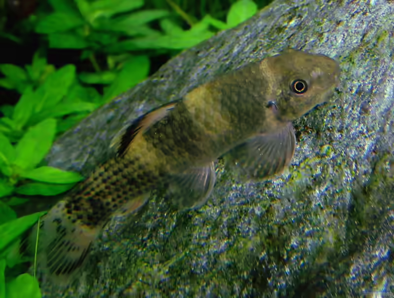 Garra: Spannende Saugbarben für strömungsreiche Aquarien (Einrichtungsbeispiele mit Garra-Arten)