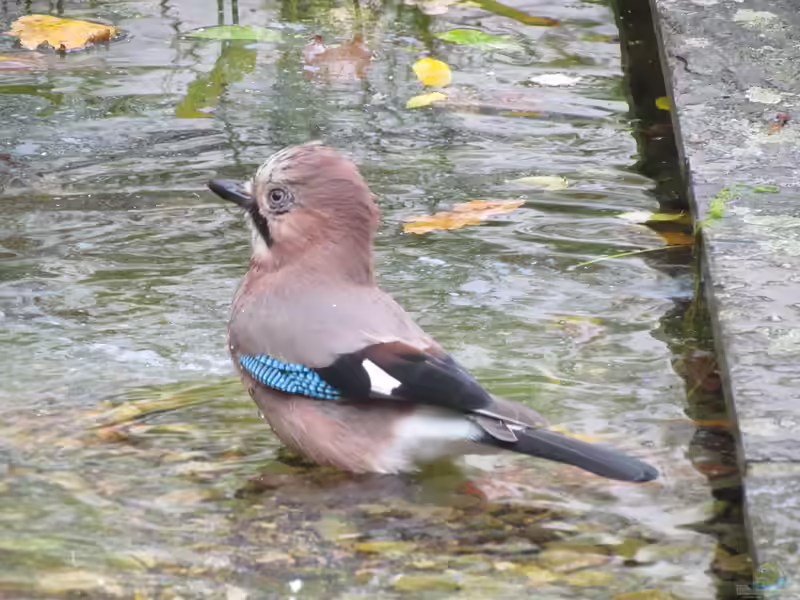 Garrulus glandarius im Garten (Einrichtungsbeispiele mit Eichelhäher)