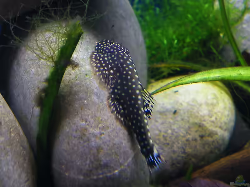 Gastromyzon: Strömungsliebende Flossensauger für spezialisierte Aquarien (Einrichtungsbeispiele mit Gastromyzon-Arten)