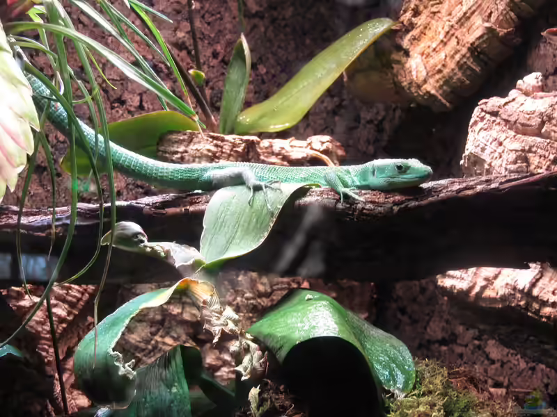 Gastropholis prasina im Aquarium (Einrichtungsbeispiele mit Grüne Baumeidechse)