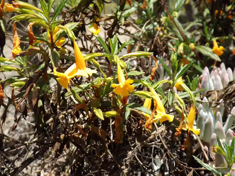 Gauklerblumen am Gartenteich pflegen (Teichbeispiele mit Mimulus)