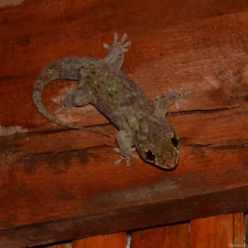 Geckolepis maculata im Terrarium halten (Einrichtungsbeispiele mit Gefleckter Fischschuppengecko)