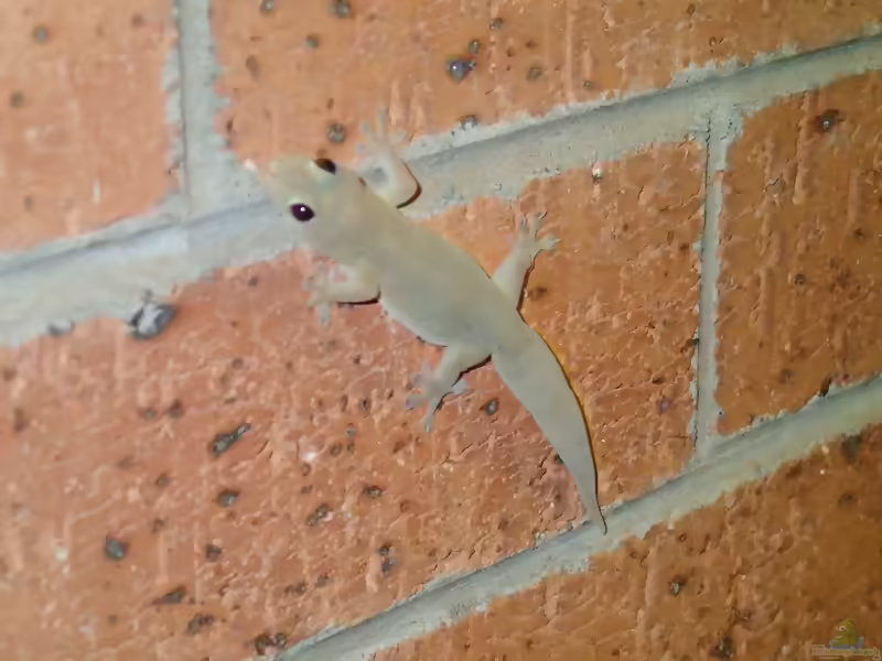 Australischer Hausgecko: Gehyra australis im Terrarium halten (Einrichtungsbeispiele mit Gehyra australis)