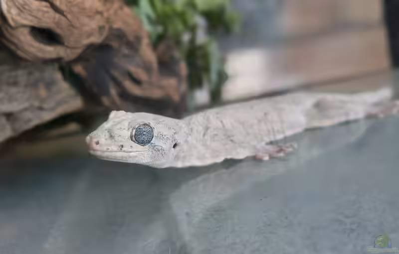Gehyra marginata im Terrarium halten (Einrichtungsbeispiele mit Rotaugengecko)