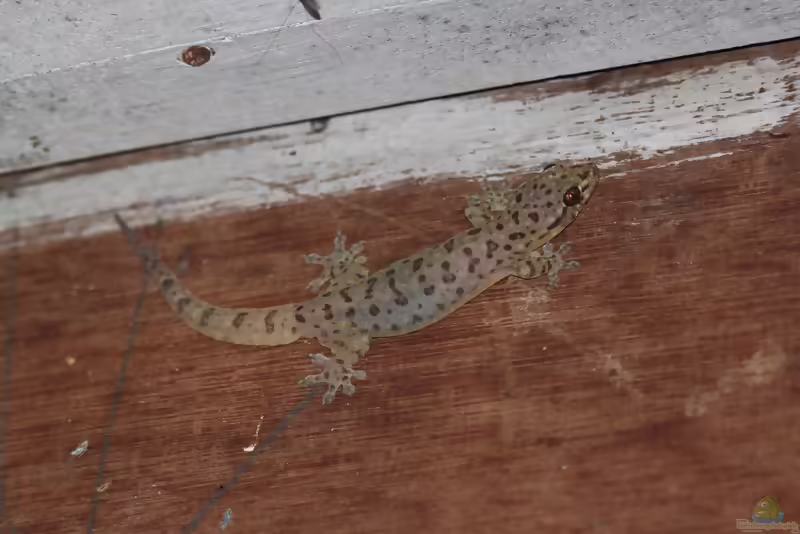 Gewöhnlicher Vierkrallengecko - Gehyra mutilata: Haltung, Lebensraum und Pflege im Terrarium (Einrichtungsbeispiele mit Gehyra mutilata)
