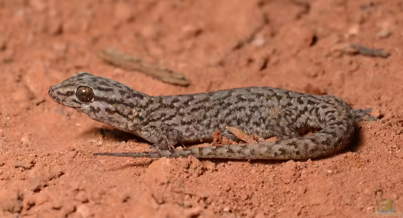 Bunter Vierkrallengecko: Gehyra variegata im Terrarium halten (Einrichtungsbeispiele mit Gehyra variegata)