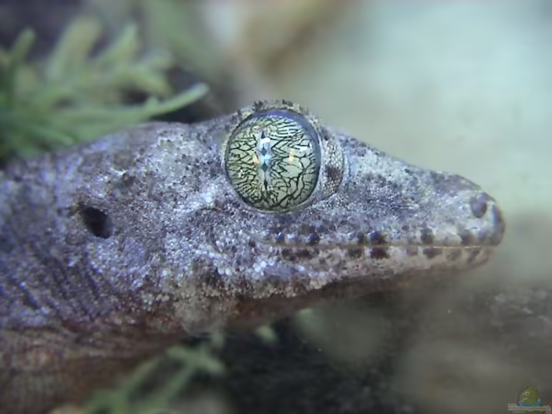 Fidschi-Riesengecko: Gehyra vorax im Terrarium halten (Einrichtungsbeispiele mit Gehyra vorax)