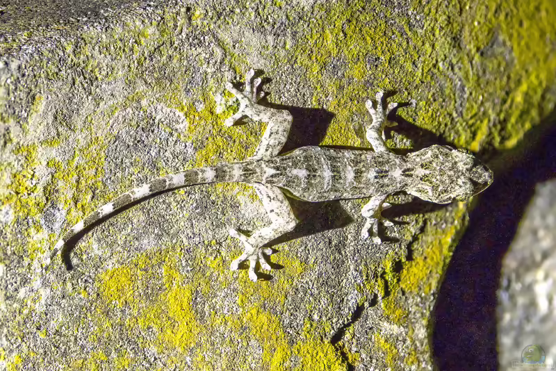 Chinagecko: Gekko chinensis im Terrarium halten (Einrichtungsbeispiele mit Gekko chinensis)
