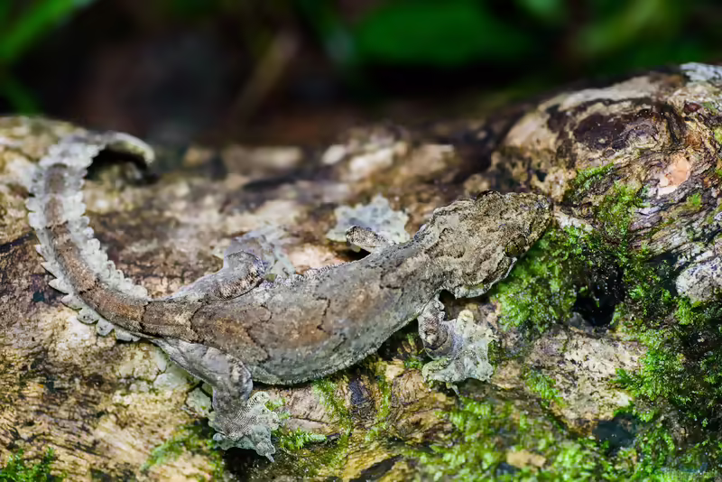 Burmafaltengecko: Gekko lionotum im Terrarium halten (Einrichtungsbeispiele mit Gekko lionotum)
