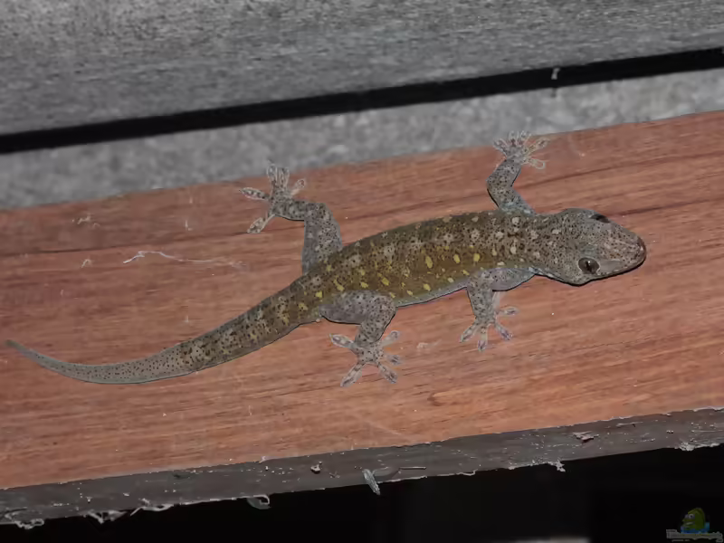 Gelbrückengecko: Gekko petricolus im Terrarium halten (Einrichtungsbeispiele mit Gekko petricolus)
