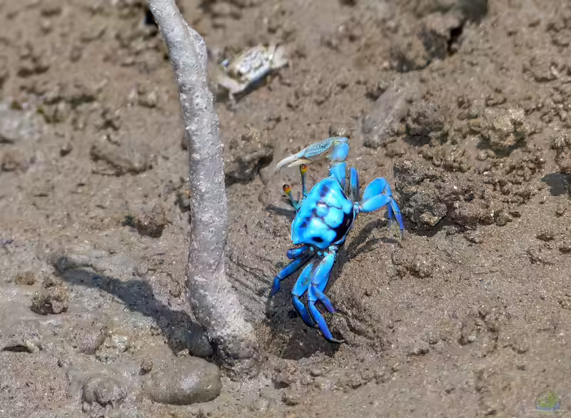 Gelasimus tetragonon im Aquaterrarium halten (Einrichtungsbeispiele für Herbsts Winkerkrabben)