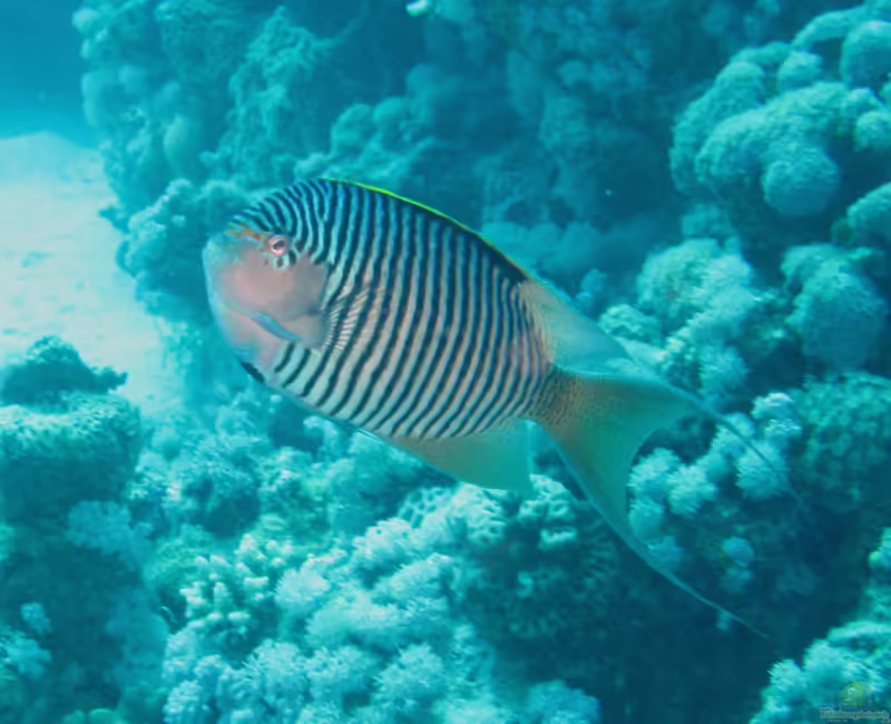Genicanthus caudovittatus im Aquarium halten (Einrichtungsbeispiele für Indischer Zebrakaiserfisch)