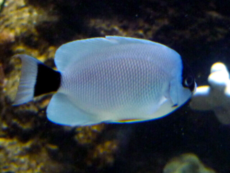 Genicanthus personatus im Aquarium halten (Einrichtungsbeispiele für Masken-Lyrakaiserfisch)