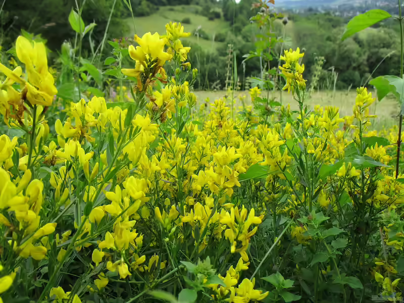 Genista tinctoria im Garten pflanzen (Einrichtungsbeispiele mit Färber-Ginster)
