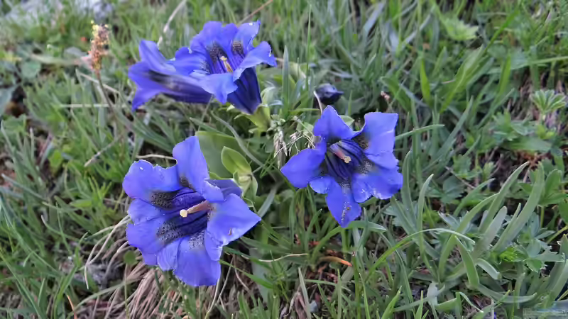 Gentiana alpina am Gartenteich pflanzen (Einrichtungsbeispiele mit Alpen-Enzian)