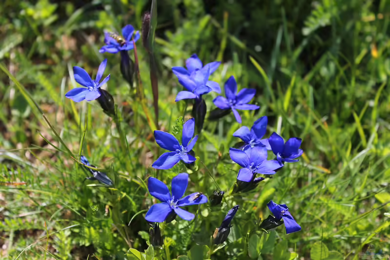 Gentiana bavarica am Gartenteich pflanzen (Einrichtungsbeispiele mit Bayerischer Enzian)