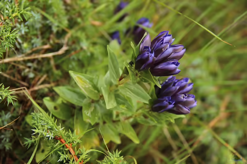Gentiana scabra im Garten pflanzen (Einrichtungsbeispiele mit Japanische Herbstenzian)