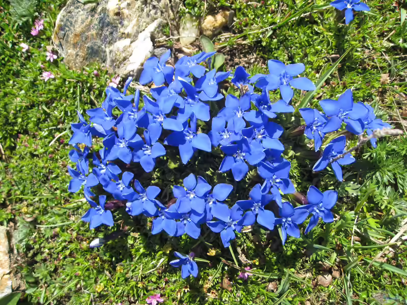 Gentiana verna im Garten pflanzen (Einrichtungsbeispiele mit Frühlings-Enzian)