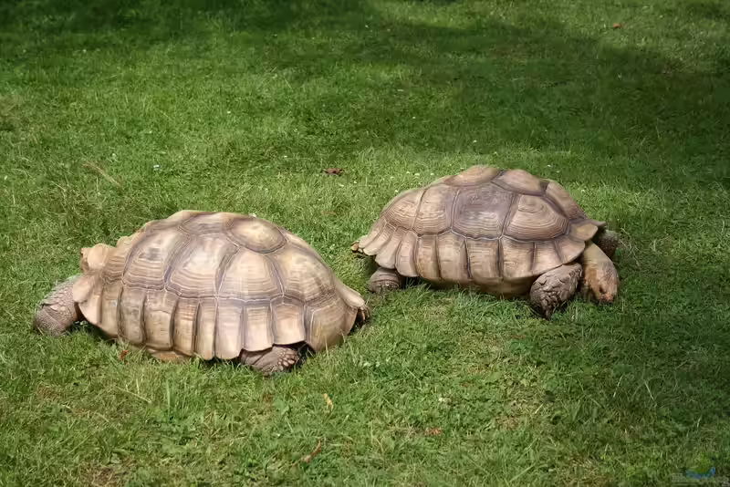 Geochelone sulcata im Terrarium halten (Einrichtungsbeispiele mit Spornschildkröte)