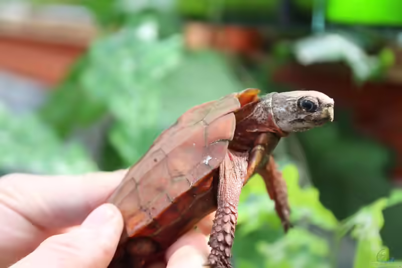 Geoemyda spengleri im Terrarium halten (Einrichtungsbeispiele mit Zacken-Erdschildkröte)