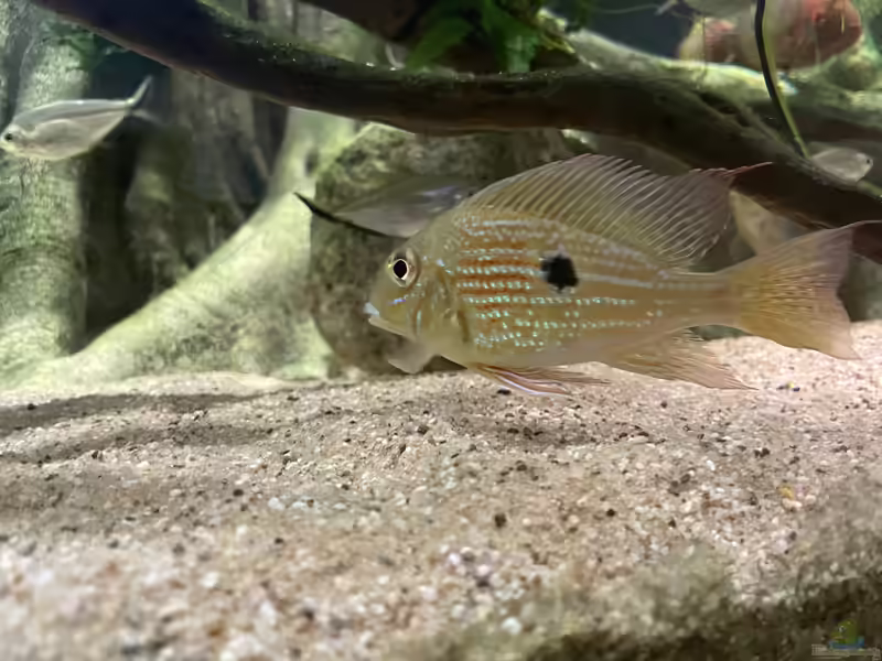 Geophagus jatapu im Aquarium halten (Einrichtungsbeispiele mit Mangarahara-Buntbarsch)