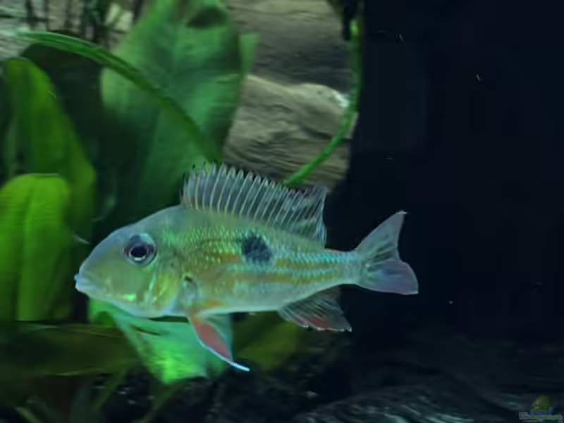 Geophagus proximus im Aquarium halten (Einrichtungsbeispiele mit Ucayali-Erdfresser)