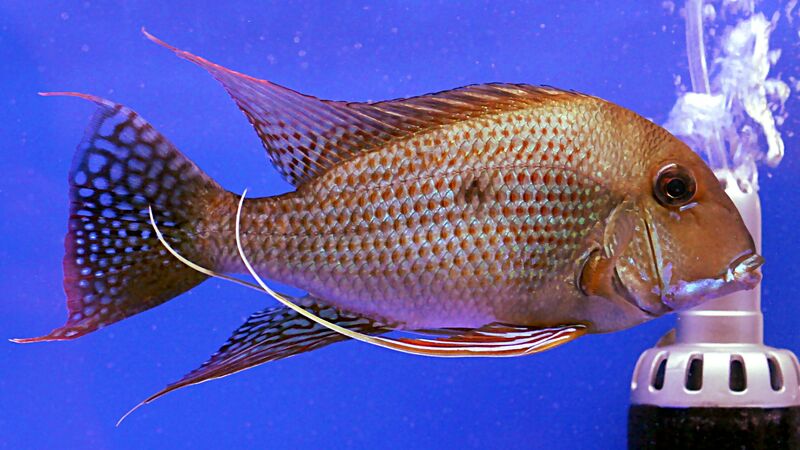 Aquarien mit Geophagus surinamensis (Rotstreifen-Erdfresser)