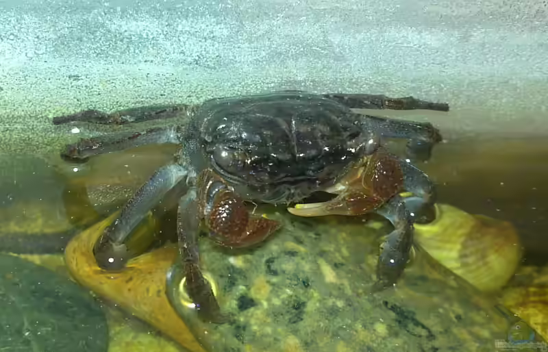 Geosesarma bogorensis im Terrarium halten (Einrichtungsbeispiele für Blaue Vampirkrabben)