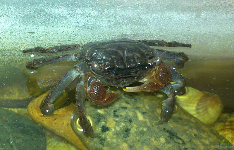 Geosesarma bogorensis im Terrarium halten (Einrichtungsbeispiele für Blaue Vampirkrabben)