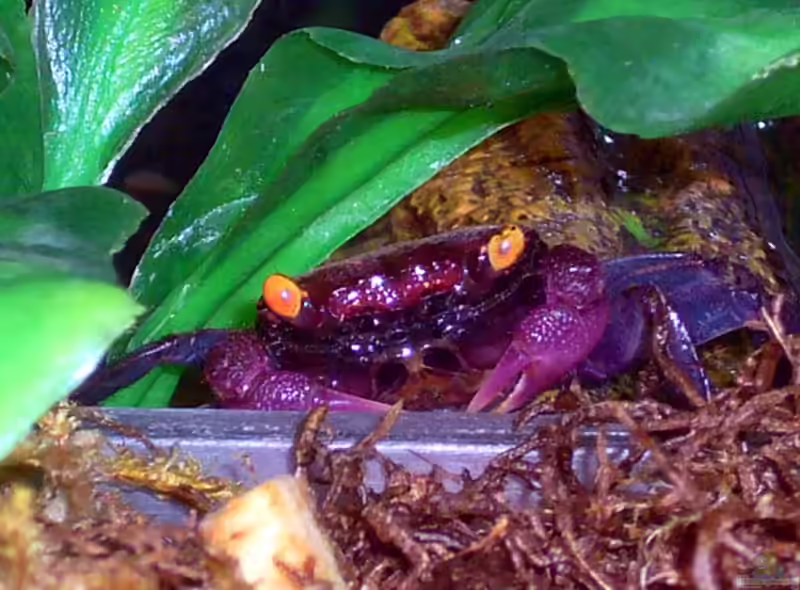 Geosesarma dennerle im Terrarium halten (Einrichtungsbeispiele für Lila Vampirkrabben)