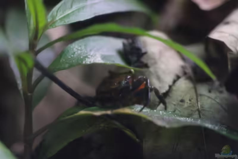 Geosesarma hagen im Terrarium halten (Einrichtungsbeispiele für Rote Vampirkrabben)