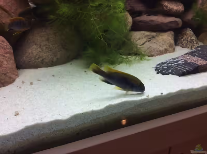 Gephyrochromis: seltene Malawi-Cichliden mit besonderem Charakter (Einrichtungsbeispiele mit Gephyrochromis-Arten)