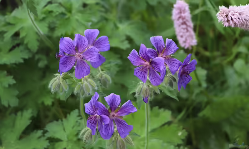 Geranium sylvaticum im Garten pflanzen (Einrichtungsbeispiele mit Wald-Storchschnabel)